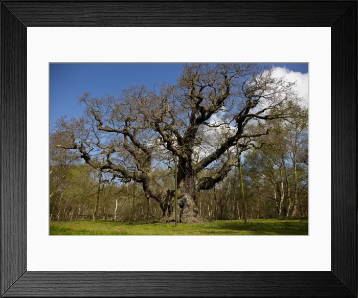 Framed Print : Nottinghamshire, UK. The Ancient Major Oak in sherwood forest was the alleged hiding Framed Print : Nottinghamshire, UK. The Ancient Major Oak in sherwood forest was the alleged hiding