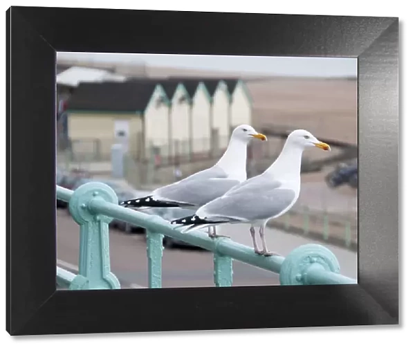 Seagulls, Brighton, Sussex, UK