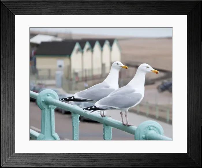 Framed Print : Seagulls, Brighton, Sussex, UK Framed Print : Seagulls, Brighton, Sussex, UK