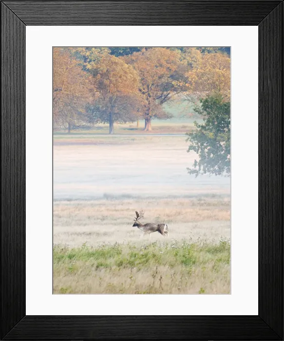 Framed Print : Fallow buck in Richmond Park during rutting season, Surrey, UK Framed Print : Fallow buck in Richmond Park during rutting season, Surrey, UK