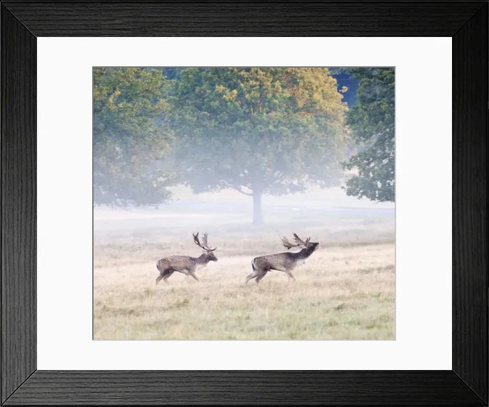 Framed Print : Fallow bucks in Richmond Park during rutting season, Surrey, UK Framed Print : Fallow bucks in Richmond Park during rutting season, Surrey, UK