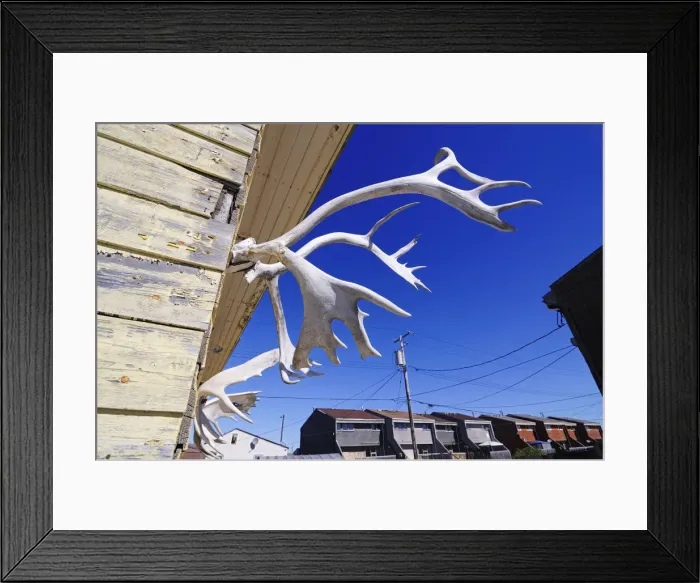 Framed Print : Reindeer antlers, Churchill, Hudson Bay, Manitoba, Canada Framed Print : Reindeer antlers, Churchill, Hudson Bay, Manitoba, Canada