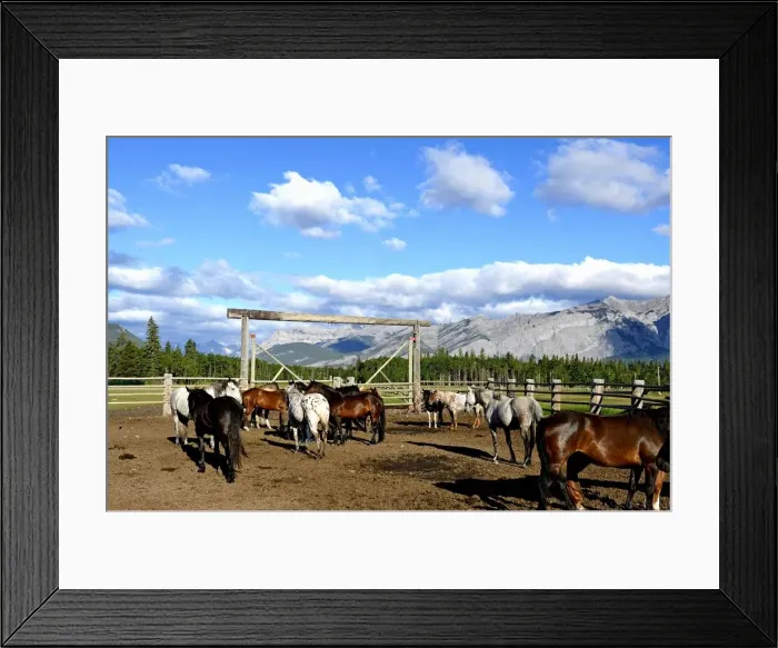 Framed Print : The paddock at Rafter Six Ranch, Exshaw, Calgary, Alberta, Canada, North America Framed Print : The paddock at Rafter Six Ranch, Exshaw, Calgary, Alberta, Canada, North America