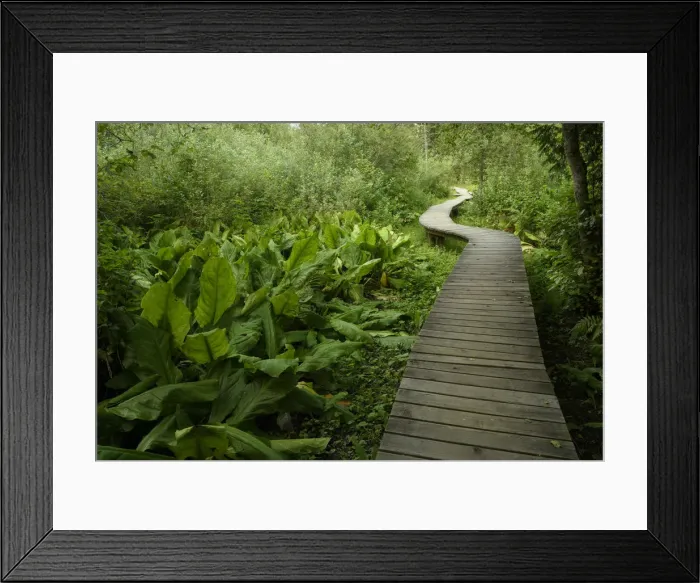 Framed Print : Canada, British Columbia, Mt. Revelstoke National Park, Giant cedar boardwalk Framed Print : Canada, British Columbia, Mt. Revelstoke National Park, Giant cedar boardwalk