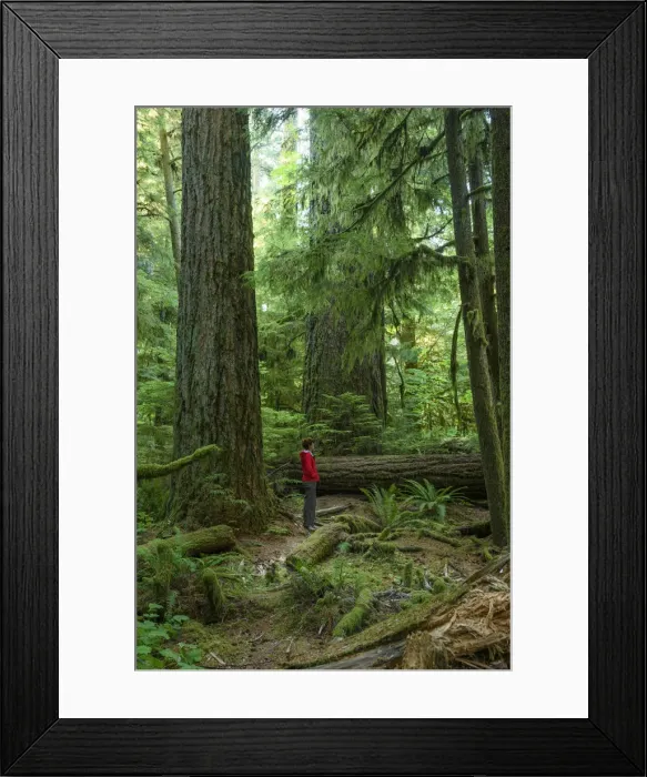 Framed Print : Canada, British Columbia Vancouver Island, Port Alberni, Cathedral Grove, Provincal Park Framed Print : Canada, British Columbia Vancouver Island, Port Alberni, Cathedral Grove, Provincal Park
