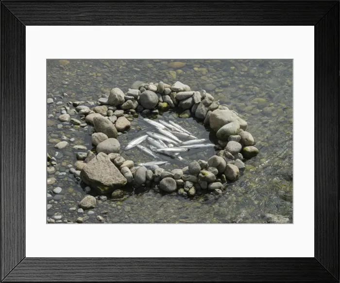 Framed Print : Canada, British Columbia, Vancouver, salmon in ponds, native fishing pond