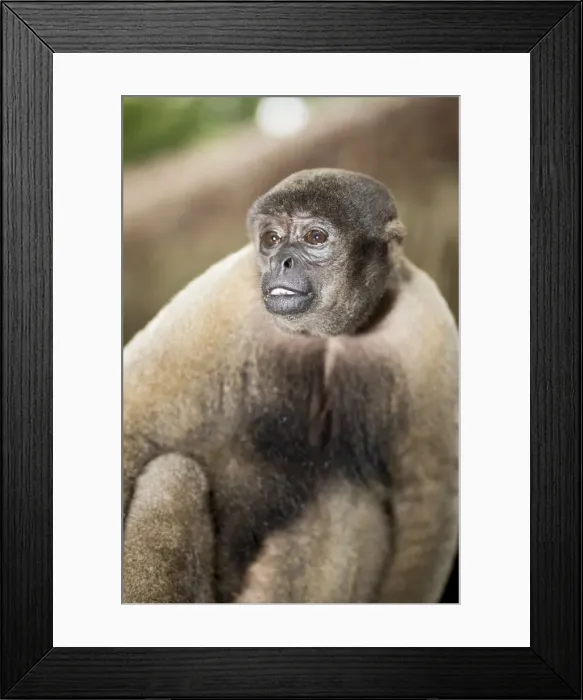Framed Print : Brazil, Amazon, Brown woolly monkey (Lagothrix lagothricha) Framed Print : Brazil, Amazon, Brown woolly monkey (Lagothrix lagothricha)