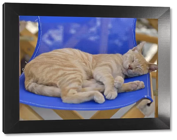 Cat asleep on a chair in Santorini, Kyclades, South Aegean, Greece, Europe