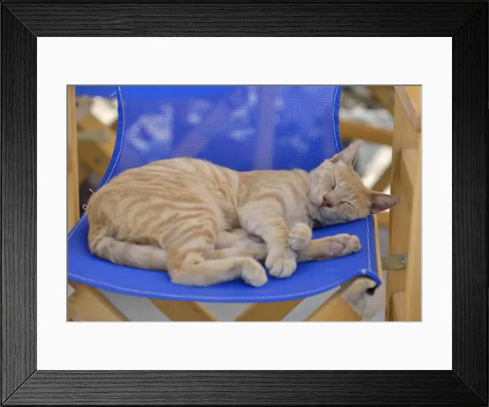 Framed Print : Cat asleep on a chair in Santorini, Kyclades, South Aegean, Greece, Europe