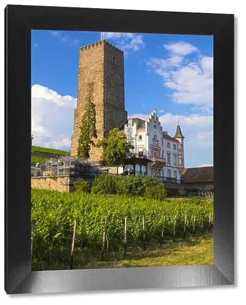 Vineyard and Boosemburg Castle, Rudesheim, Rhineland-Palatinate, Germany