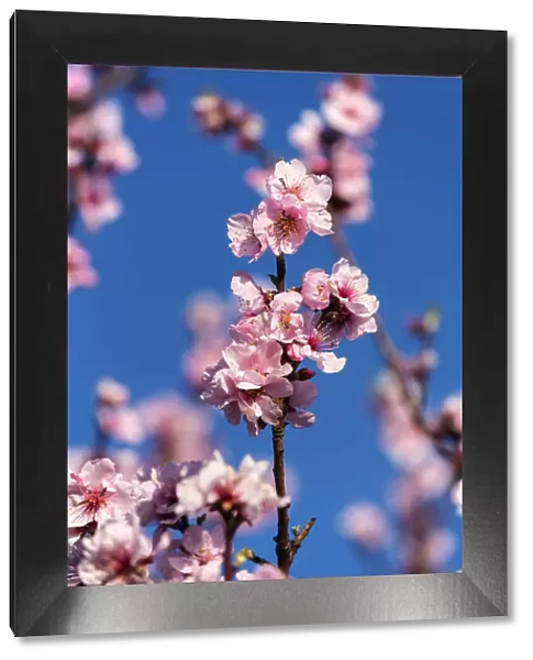 Almond blossoms, Gimmeldingen, Rhineland-Palatinate, Germany