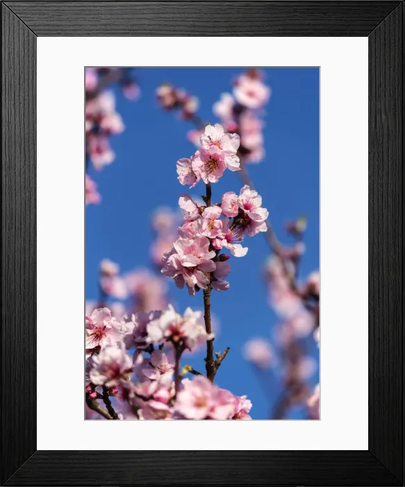 Framed Print : Almond blossoms, Gimmeldingen, Rhineland-Palatinate, Germany