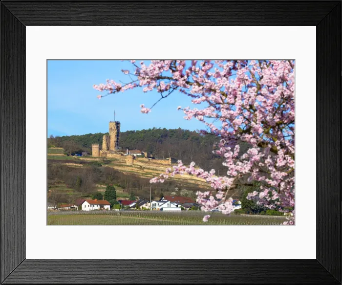 Framed Print : Flourishing almond trees with castle ruin Burg Wachenheim, Wachenheim Framed Print : Flourishing almond trees with castle ruin Burg Wachenheim, Wachenheim