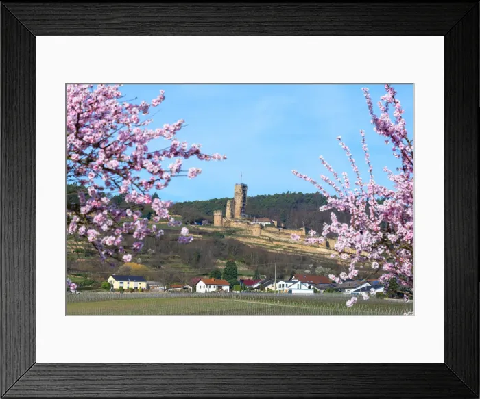 Framed Print : Flourishing almond trees with castle ruin Burg Wachenheim, Wachenheim Framed Print : Flourishing almond trees with castle ruin Burg Wachenheim, Wachenheim