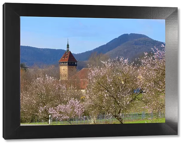 Flourishing almond trees with Geilweilerhof near Siebeldingen, Rhineland-Palatinate