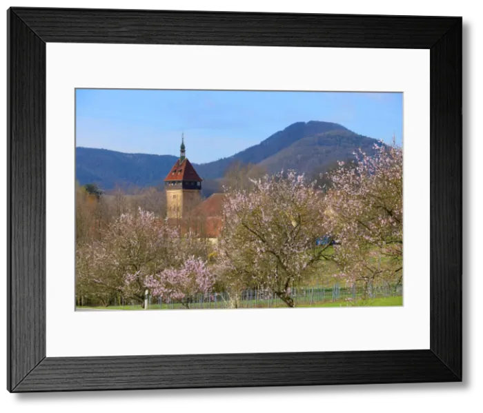 Framed Print : Flourishing almond trees with Geilweilerhof near Siebeldingen, Rhineland-Palatinate Framed Print : Flourishing almond trees with Geilweilerhof near Siebeldingen, Rhineland-Palatinate