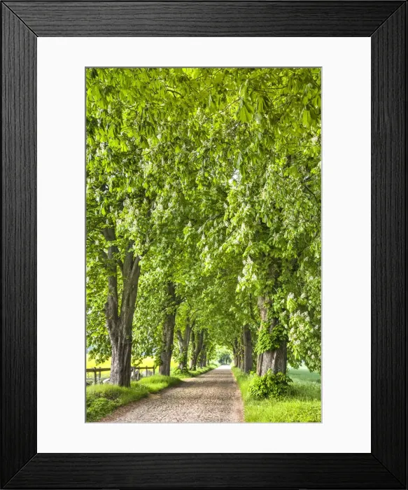 Framed Print : Chestnut alley, Lancken-Granitz, RAogen Island, Mecklenburg-Western Pomerania, Germany