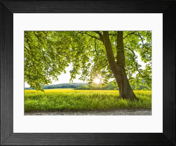 Framed Print : Alley tree and rape field, Lancken-Granitz, RAogen Island, Mecklenburg-Western Pomerania Framed Print : Alley tree and rape field, Lancken-Granitz, RAogen Island, Mecklenburg-Western Pomerania