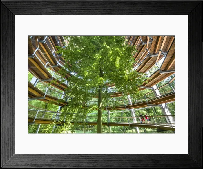 Framed Print : Tree top path, Prora, RAogen Island, Mecklenburg-Western Pomerania, Germany Framed Print : Tree top path, Prora, RAogen Island, Mecklenburg-Western Pomerania, Germany