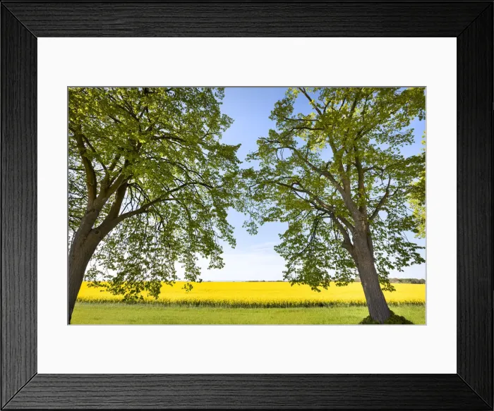 Framed Print : Alley and rape field near Lohme, Jasmund, RAogen Island, Mecklenburg-Western Pomerania