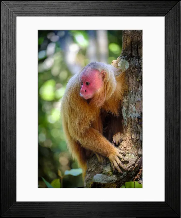 Framed Print : Brazil, Amazonas, Brazilian Amazon, Bald uakari (Cacajao calvus) Framed Print : Brazil, Amazonas, Brazilian Amazon, Bald uakari (Cacajao calvus)