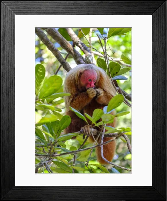 Framed Print : Brazil, Amazonas, Brazilian Amazon, Bald uakari (Cacajao calvus) Framed Print : Brazil, Amazonas, Brazilian Amazon, Bald uakari (Cacajao calvus)