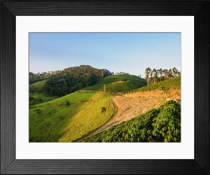 Framed Print : Coffee Plantation, Bom Jardim, State of Rio de Janeiro, Brazil