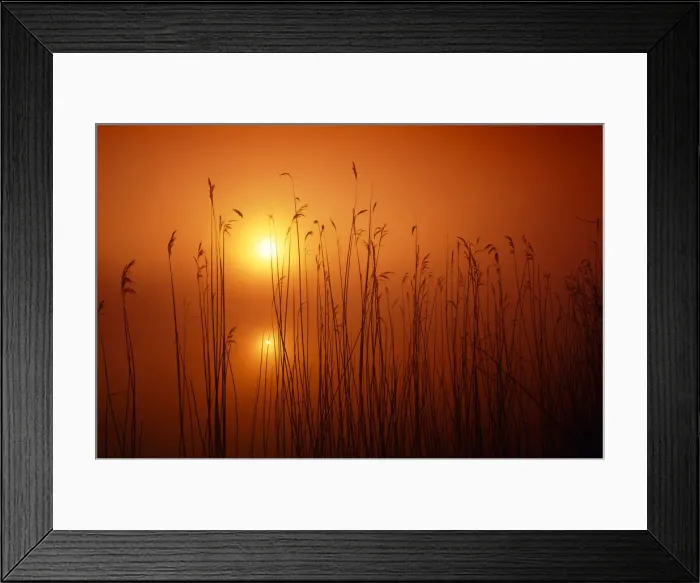 Framed Print : Misty Sunrise Through Reeds, Norfolk Broads National Park, Norfolk, England