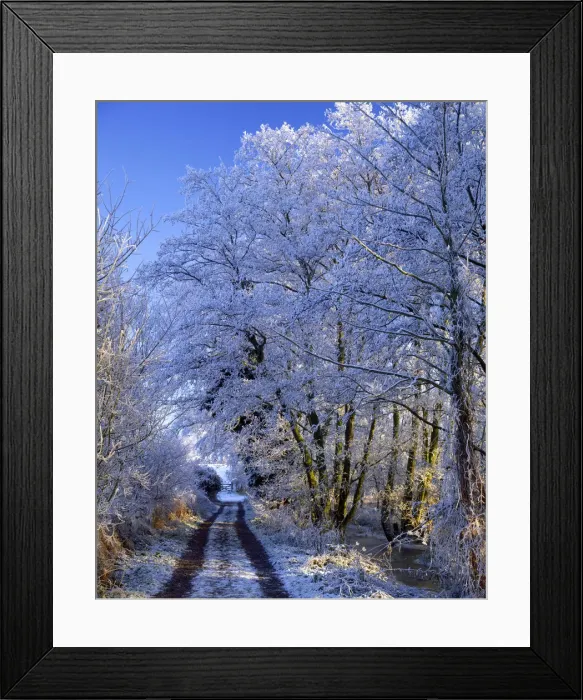 Framed Print : Country Lane in Hoar Frost, Surlingham, Norfolk, England Framed Print : Country Lane in Hoar Frost, Surlingham, Norfolk, England