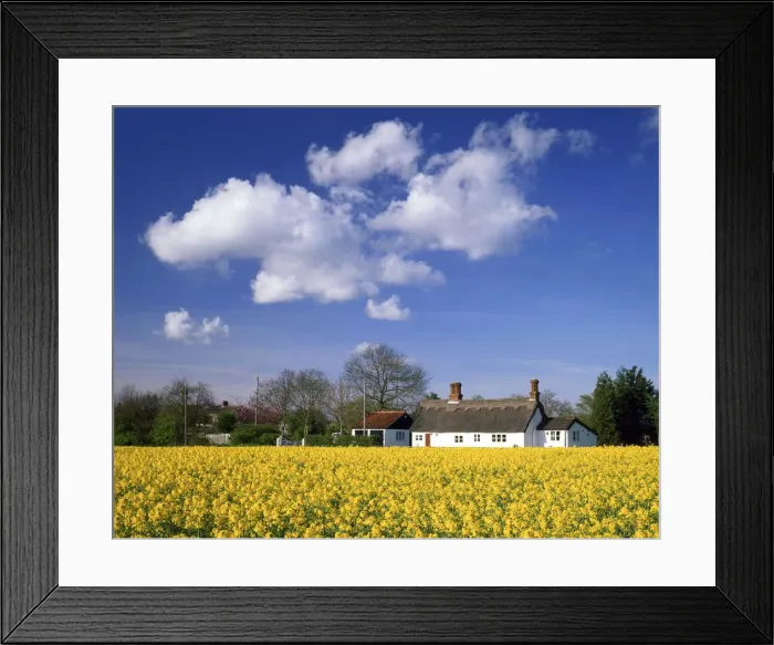 Framed Print : Rape Field & Thatched Cottage, Ketteringham, Norfolk, England