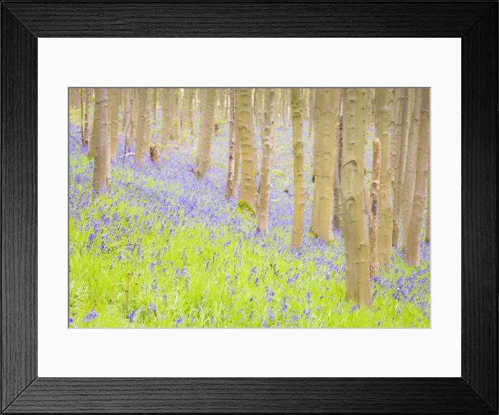 Framed Print : United Kingdom, England, North Yorkshire, Malton. Bluebells in Howsham Wood Framed Print : United Kingdom, England, North Yorkshire, Malton. Bluebells in Howsham Wood