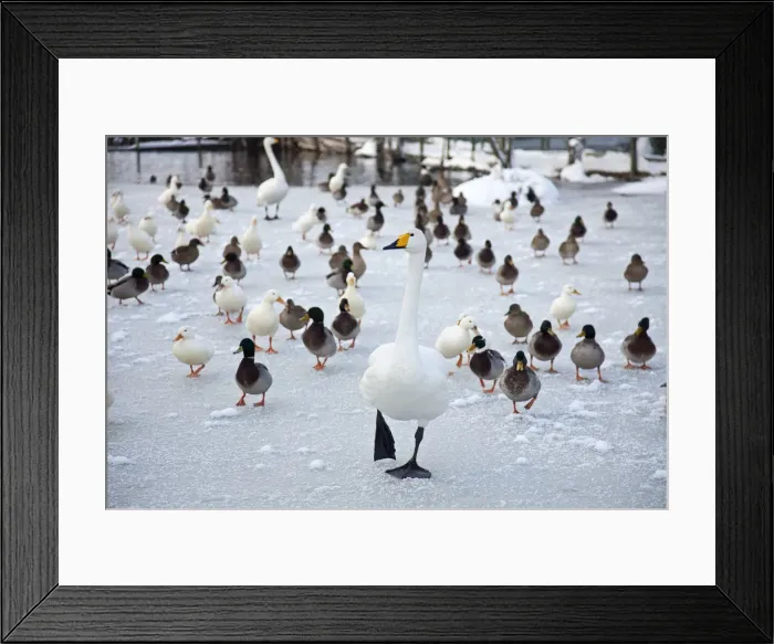 Framed Print : Lincolnshire, UK. Birds search for food in winter at a Lincolnshire farm park Framed Print : Lincolnshire, UK. Birds search for food in winter at a Lincolnshire farm park