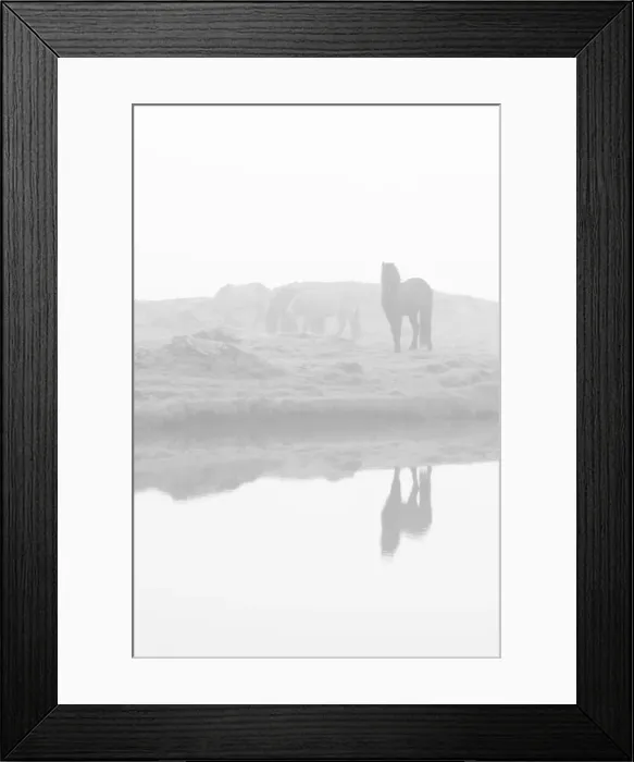 Framed Print : Herd of horses in the mist, Iceland Framed Print : Herd of horses in the mist, Iceland