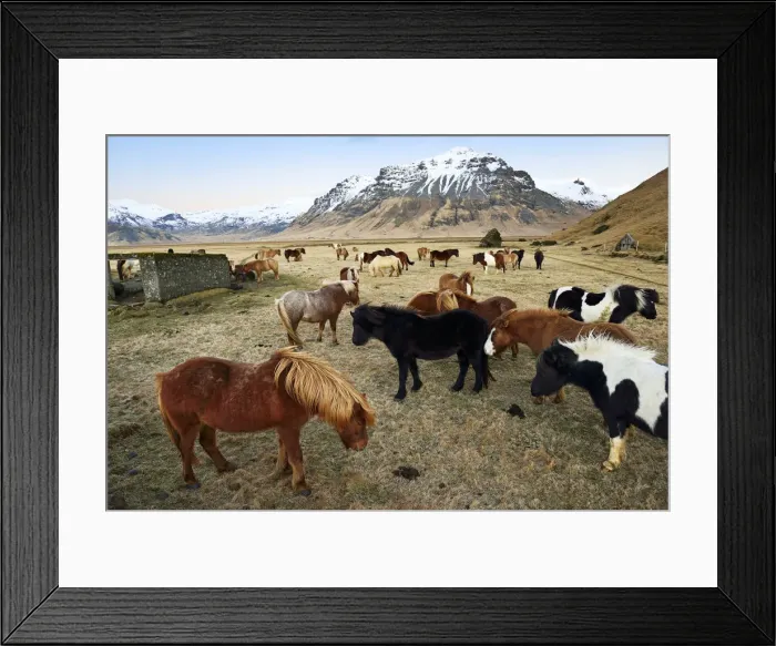Framed Print : Icelandic ponies near Vik, Iceland Framed Print : Icelandic ponies near Vik, Iceland