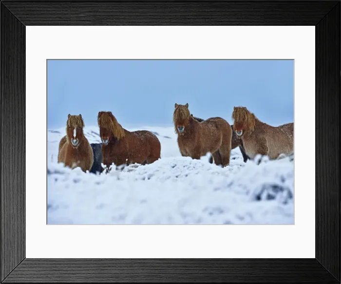 Framed Print : Icelandic ponies, Djupivogur, Iceland Framed Print : Icelandic ponies, Djupivogur, Iceland