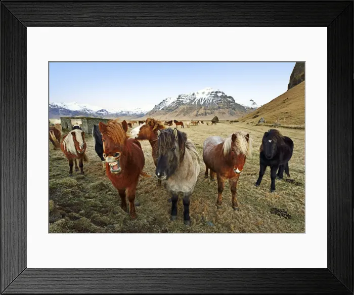 Framed Print : Icelandic ponies near Vik, Iceland Framed Print : Icelandic ponies near Vik, Iceland