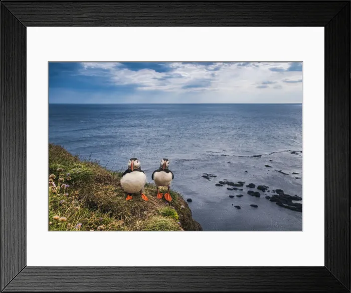 Framed Print : Latrabjarg, Iceland. Atlantic puffins on the cliffs Framed Print : Latrabjarg, Iceland. Atlantic puffins on the cliffs