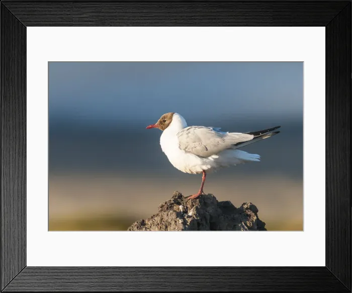 Framed Print : Myvatn district, northern Iceland. Black headed gull Framed Print : Myvatn district, northern Iceland. Black headed gull
