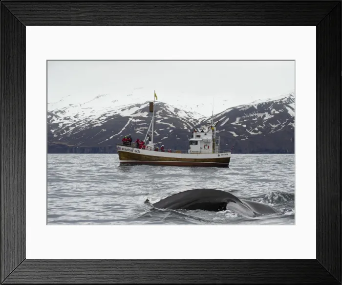 Framed Print : Husavik, northern Iceland. Whale watching Framed Print : Husavik, northern Iceland. Whale watching