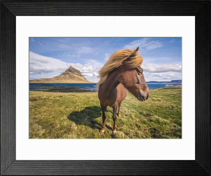 Framed Print : Snaefellsness peninsula, Iceland. Icelandic horse and Kirkjufell mountain Framed Print : Snaefellsness peninsula, Iceland. Icelandic horse and Kirkjufell mountain