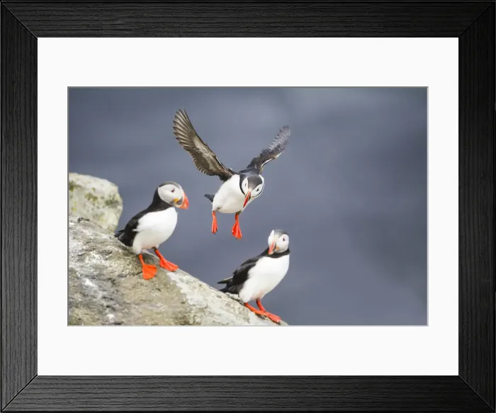 Framed Print : Ingolfshofdi, southern Iceland. Atlantic puffins