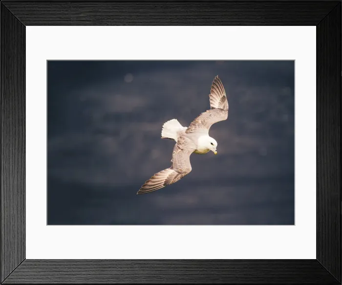 Framed Print : Ingolfshofdi, southern Iceland. Gull in flight Framed Print : Ingolfshofdi, southern Iceland. Gull in flight