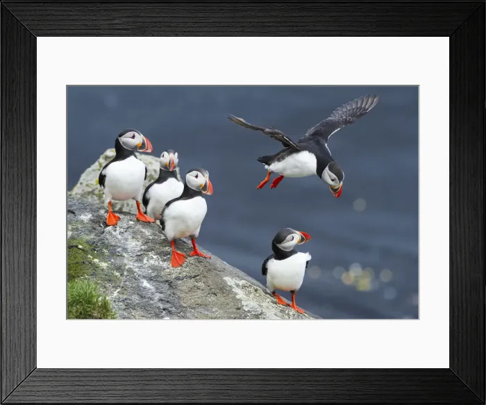 Framed Print : Ingolfshofdi, southern Iceland. Atlantic puffins Framed Print : Ingolfshofdi, southern Iceland. Atlantic puffins