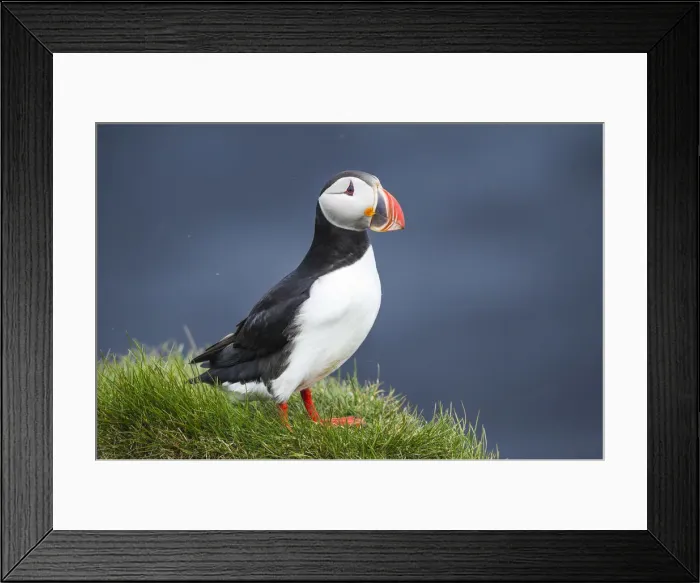 Framed Print : Ingolfshofdi, southern Iceland. Atlantic puffin Framed Print : Ingolfshofdi, southern Iceland. Atlantic puffin