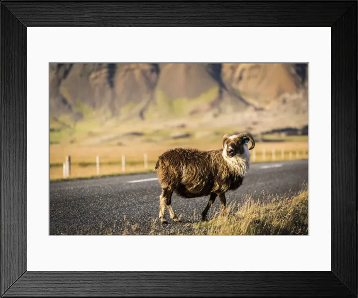 Framed Print : Iceland, mutton on the lonely street at sunset Framed Print : Iceland, mutton on the lonely street at sunset