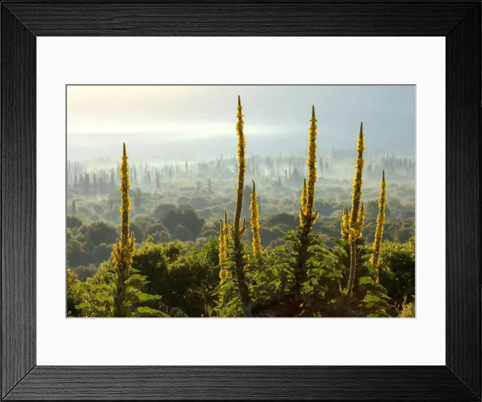 Framed Print : Forest in the morning mist, Kefalonia, Ionian Islands, Greece Framed Print : Forest in the morning mist, Kefalonia, Ionian Islands, Greece