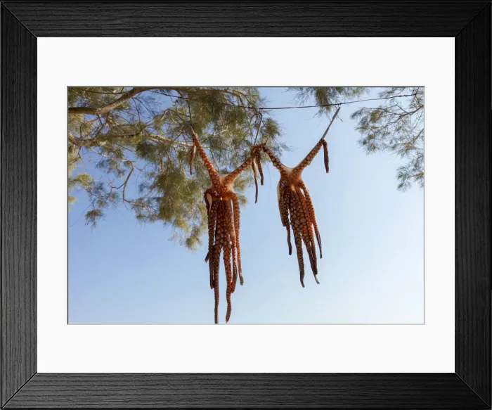 Framed Print : Octopus drying in the Sun, Naxos, Cyclades, Greece