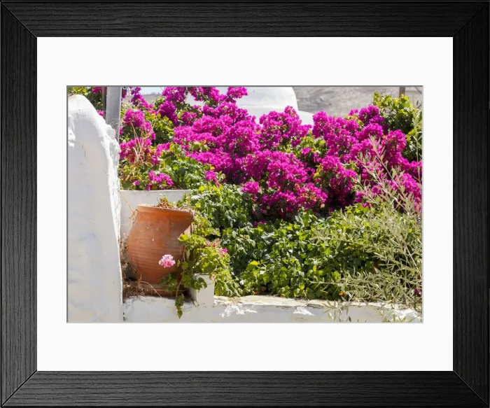 Framed Print : Bougainvillea in the Chora, Folegandros, Cyclades, Greece Framed Print : Bougainvillea in the Chora, Folegandros, Cyclades, Greece