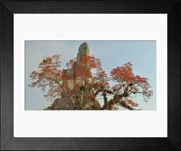 Framed Print : Coral tree in bloom at the Maya Archaeologial Site Tikal, Tikal National Park, Peten