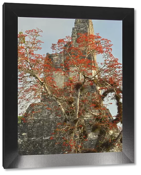 Coral tree in bloom at the Maya Archaeologial Site Tikal, Tikal National Park, Peten